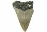 Bargain, Fossil Megalodon Tooth - Serrated Blade #311261-1